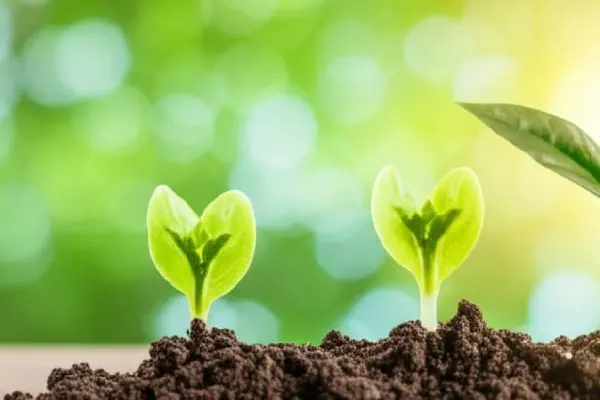 Illustration of a plant growing steadily from coins, representing slow money growth.